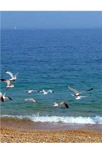 Beach Sand Dune Sandy Shell Shells Ocean Sea Marine Biology Water Swimming Pool