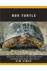 Box Turtle