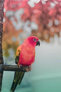 Tropical Birds