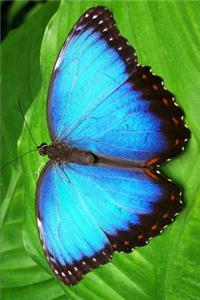 Blue Butterfly