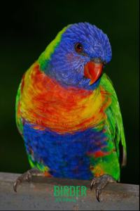 Birder Journal