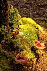 Mushroom and Moss on the Forest Floor in Autumn Journal