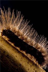 Prickly Caterpillar Journal