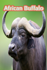 African Buffalo