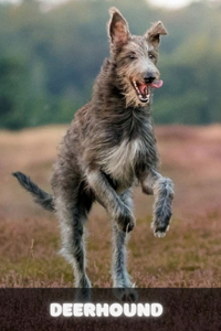 Deerhound