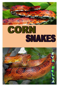 Corn Snakes