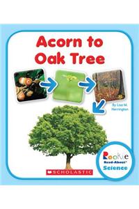 Acorn to Oak Tree