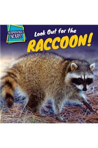 Look Out for the Raccoon!