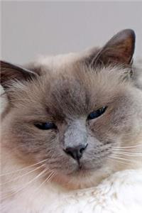 The Birman Cat Journal 