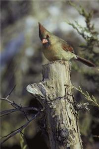 Female Cardinal Bird Journal