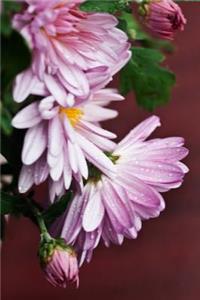 Lilac Chrysanthemum Flower Journal