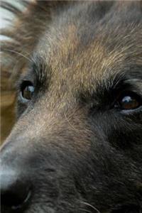 The Loving Eyes of a Belgian Shepherd Dog Tervuren Journal