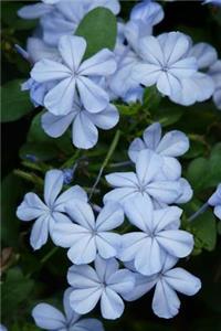 Plumbago Auriculata Flowers in Spring Journal