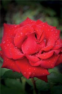 Rose Journal