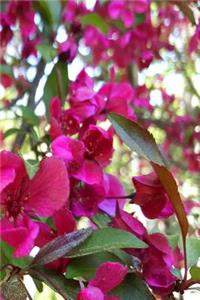 2019 Weekly Planner Pretty Pink Flowering Tree Blooms 134 Pages