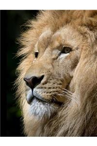 Lion Composition Book