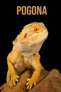 Pogona