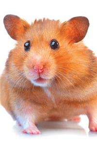 Hamster Notebook & Journal. Productivity Work Planner & Idea Notepad