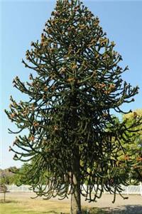 Araucaria Araucana Tree in Argentina Journal