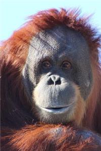 A Sumatran Orangutan (Pongo abelii) Just Hanging Out Journal