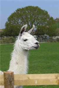 Wonderful White Llama Portrait Journal