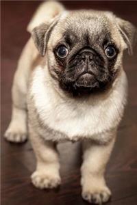 A Sweet and Charming Little Pug Puppy Dog Pet Journal