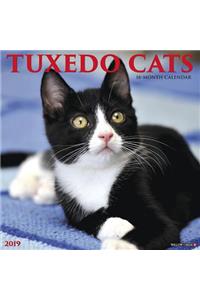 Just Tuxedo Cats 2019 Wall Calendar