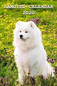 Samoyed Calendar 2020