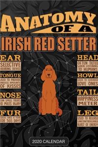 Anatomy Of A Irish Red Setter