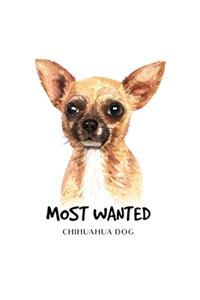 Most Wanted Chihuahua Dog