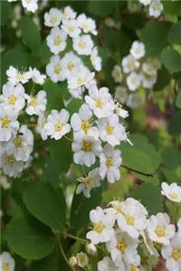 2019 Weekly Planner Summer White Blooms 134 Pages