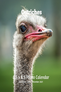 Ostriches 8.5 X 8.5 Calendar November 2020 -December 2021