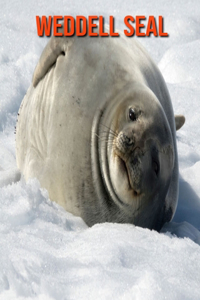 Weddell Seal