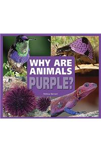 Why are Animals Purple?