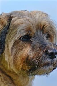 Mixed Breed Dog Portrait