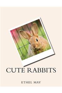 Cute Rabbits