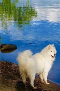 Playful White Samoyed Dog at the Blue Lake Journal