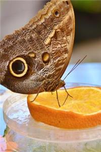 Pretty Owl Butterfly on an Orange Slice Journal