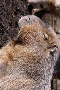 Cute Capybara Profile Journal