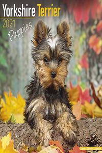 Yorkshire Terrier Puppies 2021 Wall Calendar