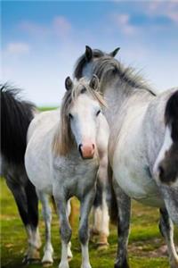 Beautiful Herd of Horses on the Grassy Plains Journal