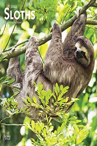 Sloths 2022 Square