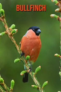 Bullfinch