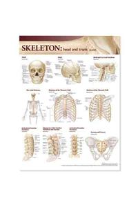 Lippincott Williams & Wilkins Atlas of Anatomy Skeletal System Chart: Head and Trunk