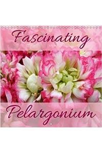 Fascinating Pelargonium 2018