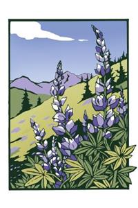 Lupines (Boxed)