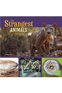 The Strangest Animals in the World