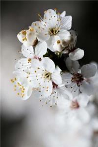 Mind Blowing White Sakura Journal