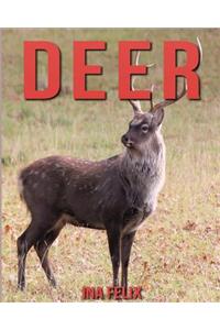 Deer