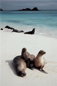 Sea Lions on the Beach Galapagos Islands